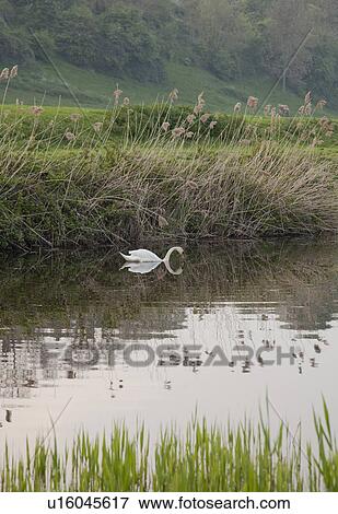 Stock Photo - Swan floating on river. Fotosearch