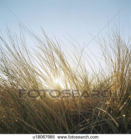 Tall grass against blue sky View Large Photo Image Stock Photography - Tall grass against blue sky. Fotosearch