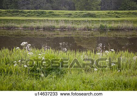Tall grass growing on river bank View Large Photo Image Stock Image - Tall grass growing on river bank. Fotosearch