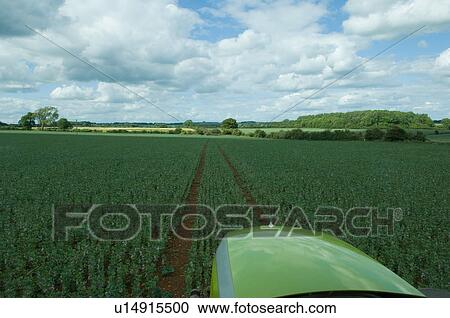 Tractor driving through wheat field View Large Photo Image Stock Image - Tractor driving through wheat field. Fotosearch