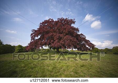 Tree in field against blue sky View Large Photo Image Stock Image - Tree in field against blue sky. Fotosearch