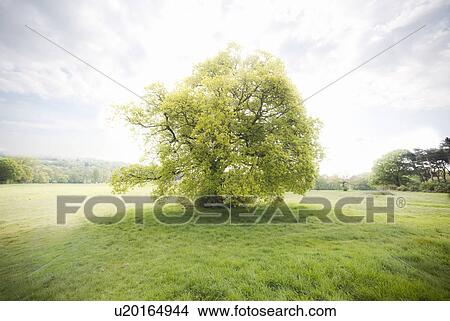 Tree in misty field View Large Photo Image Picture - Tree in misty field. Fotosearch