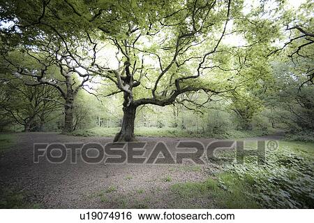 Tree in misty field View Large Photo Image Stock Photograph - Tree in misty field. Fotosearch
