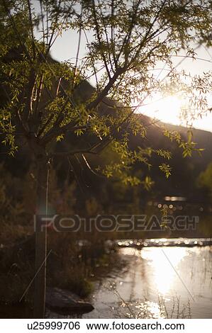 Tree over rural river View Large Photo Image Stock Photograph - Tree over rural river. Fotosearch
