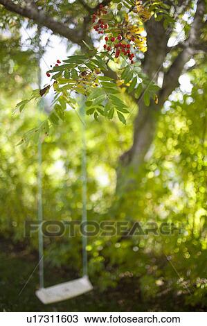 Stock Image - Tree swing in backyard. Fotosearch