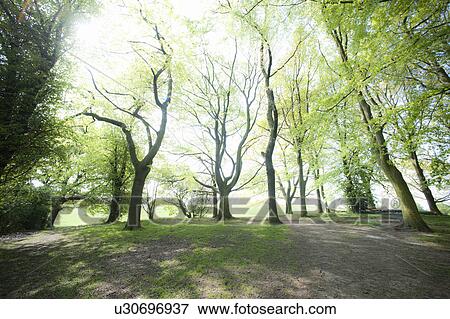 Trees along dirt path in forest View Large Photo Image Stock Photo - Trees along dirt path in forest. Fotosearch