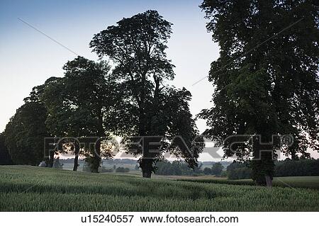 Stock Photo - Trees growing on rural road. Fotosearch