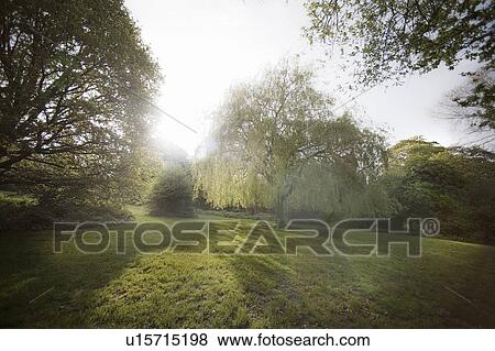 Stock Photo - Trees in misty field. Fotosearch