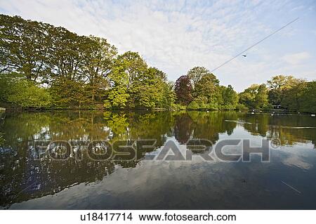 Trees reflected in lake View Large Photo Image Picture - Trees reflected in lake. Fotosearch