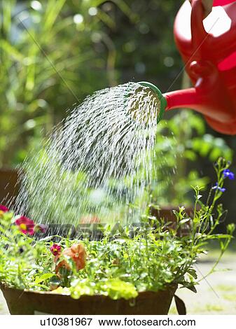 Watering can over flowers in backyard View Large Photo Image Stock Photo - Watering can over flowers in backyard. Fotosearch
