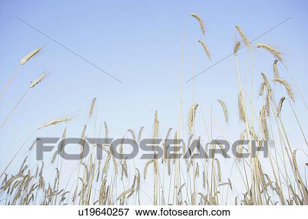 Stock Photo - Wheat stalks against blue sky. Fotosearch