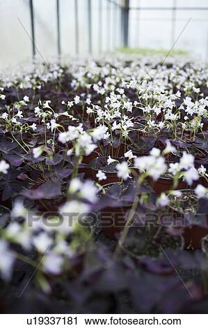 Stock Image - White flowers growing in greenhouse. Fotosearch