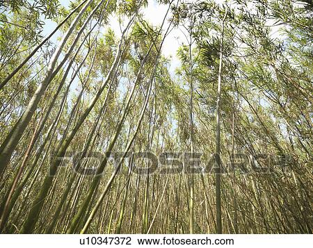 Willow biomass fuel growing outdoors View Large Photo Image Stock Image - Willow biomass fuel growing outdoors. Fotosearch