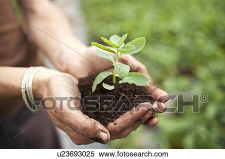 Woman cupping sprout in dirt View Large Photo Image Stock Photography - Woman cupping sprout in dirt. Fotosearch