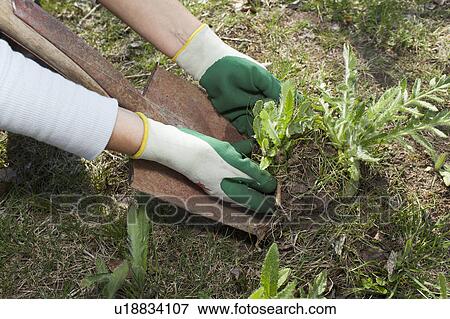 Stock Photo - Woman digging up weeds in backyard. Fotosearch