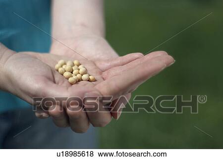 Woman holding handful of seeds View Large Photo Image Stock Photo - Woman holding handful of seeds. Fotosearch