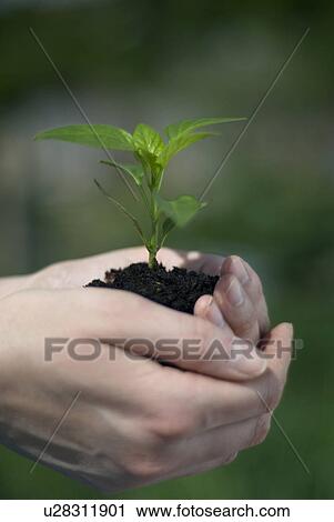 Woman holding plant in soil View Large Photo Image Stock Image - Woman holding plant in soil. Fotosearch