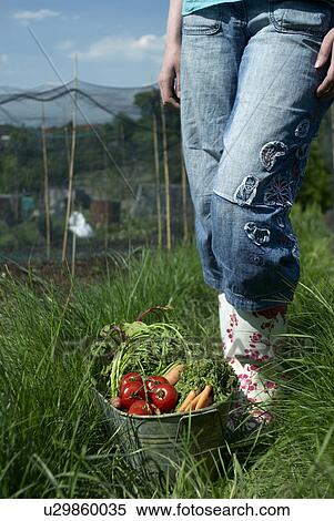 Stock Photography - Woman picking vegetables outdoors. Fotosearch