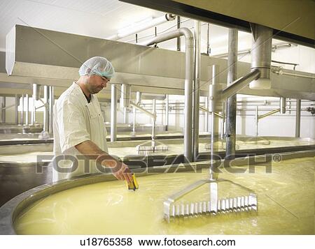 Stock Photo - Worker checking milk in cheese factory. Fotosearch