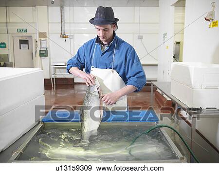 Stock Photo - Worker filleting salmon in plant. Fotosearch