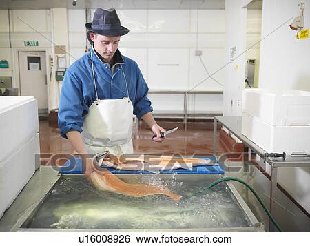 Stock Photograph - Worker filleting salmon in plant. Fotosearch