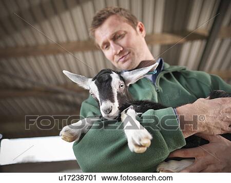 Worker holding kid goat on farm View Large Photo Image Stock Image - Worker holding kid goat on farm. Fotosearch