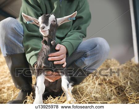 Stock Photo - Worker holding kid goat on farm. Fotosearch