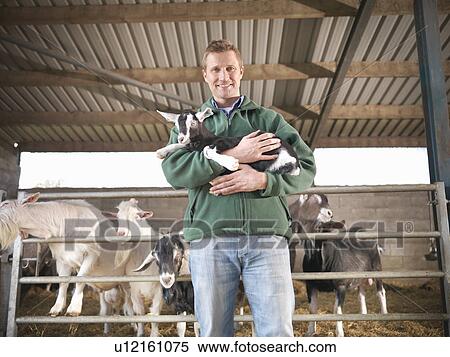 Stock Photography - Worker holding kid goat on farm. Fotosearch