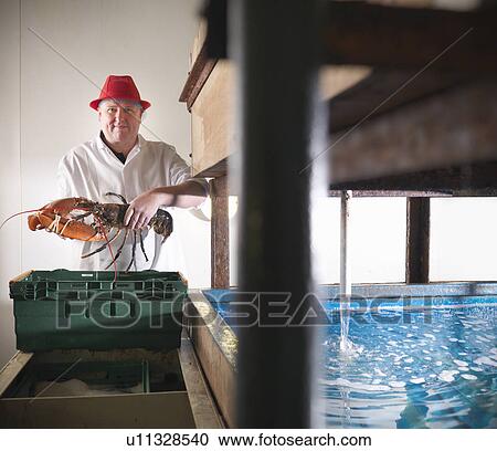 Worker holding lobster in plant View Large Photo Image Stock Image - Worker holding lobster in plant. Fotosearch