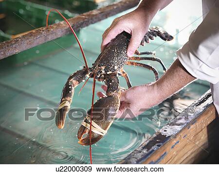 Stock Photo - Worker holding lobster in plant. Fotosearch