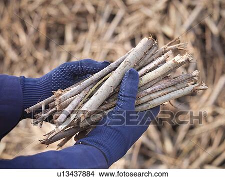 Picture - Worker holding willow biomass fuel. Fotosearch