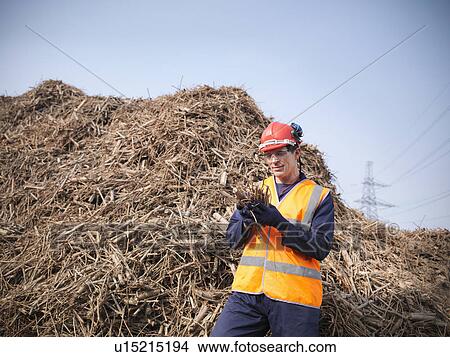 Picture - Worker holding willow biomass fuel. Fotosearch