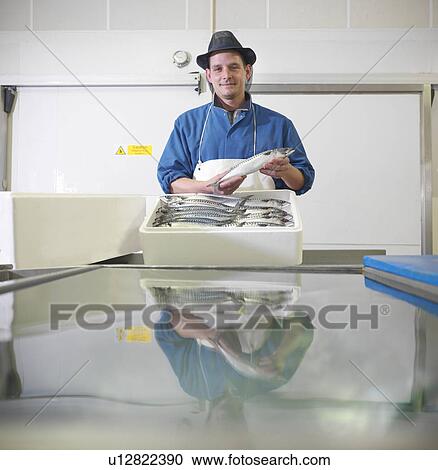 Worker packing mackerel in plant View Large Photo Image Stock Image - Worker packing mackerel in plant. Fotosearch