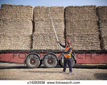 Worker unloading elephant grass fuel View Large Photo Image Stock Photo - Worker unloading elephant grass fuel. Fotosearch