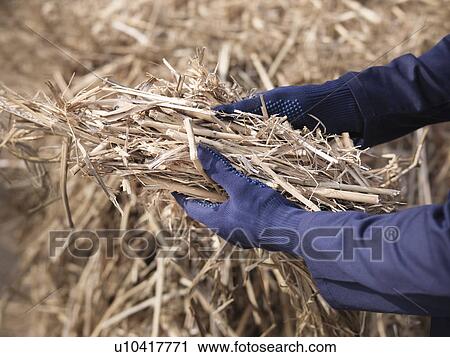 Worker with elephant grass biomass fuel View Large Photo Image Stock Image - Worker with elephant grass biomass fuel. Fotosearch