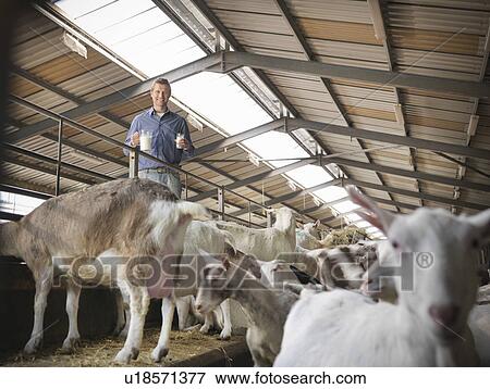 Stock Photo - Worker with glass of goat’s milk on farm. Fotosearch