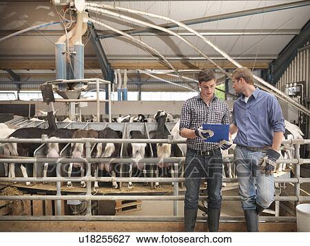 Workers at milking station on farm View Large Photo Image Stock Photo - Workers at milking station on farm. Fotosearch