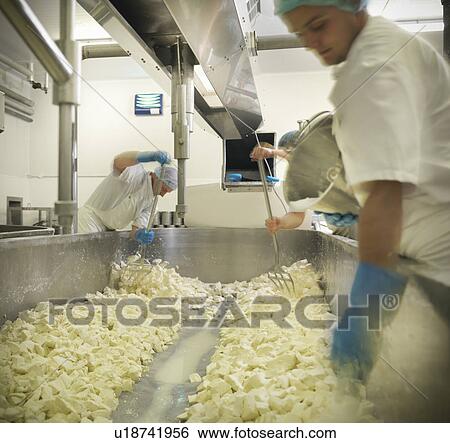 Stock Photograph - Workers chopping cheese in factory. Fotosearch