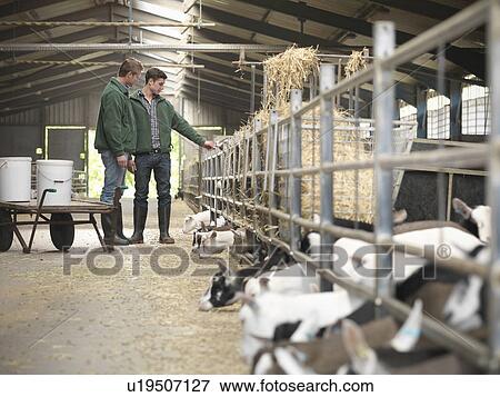 Workers feeding kid goats on farm View Large Photo Image Stock Photo - Workers feeding kid goats on farm. Fotosearch
