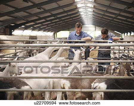 Workers tending to goats on farm View Large Photo Image Picture - Workers tending to goats on farm. Fotosearch