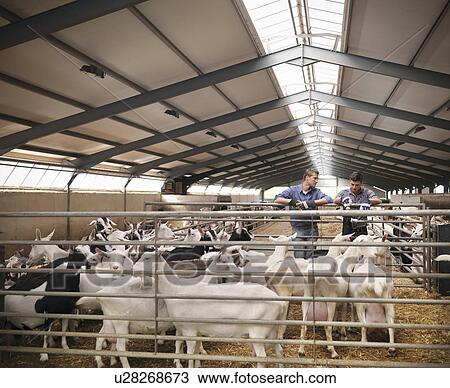 Workers tending to goats on farm View Large Photo Image Stock Image - Workers tending to goats on farm. Fotosearch