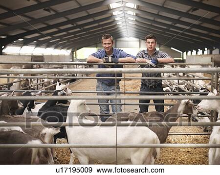 Workers tending to goats on farm View Large Photo Image Stock Photo - Workers tending to goats on farm. Fotosearch