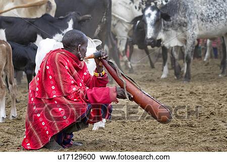 Stock Image - A Masai man dressed in traditional red shuka holding a gourd of blood and drinking: having drained blood from the jugular vein of a cow, the blood collected is mixed with milk to thicken it before drinking. The blood collected is an important source of nut. Fotosearch