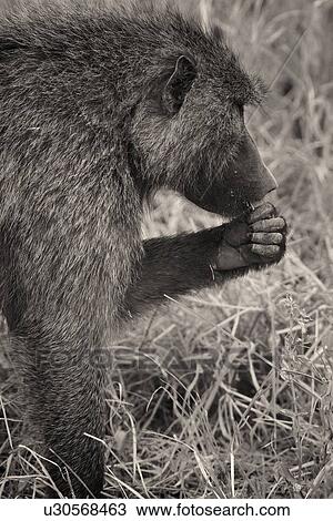 Stock Image - Adult baboon, with left paw to mouth, eating, side view detail of head and front in profile, monochrome, Lake Nakuru, Kenya,. Fotosearch