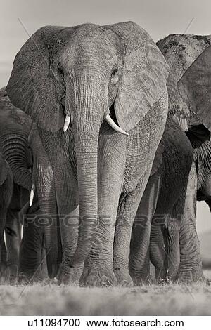 Stock Image - Adult elephant herd walking very close by, taken from ground level, monochrome, Amboseli lake bed, Kenya, East Africa. Fotosearch