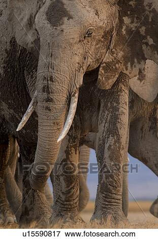Adult elephant herd walking very close by, taken from ground level, Amboseli lake bed, Kenya, East Africa View Large Photo Image Stock Photo - Adult elephant herd walking very close by, taken from ground level, Amboseli lake bed, Kenya, East Africa. Fotosearch