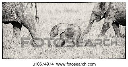 Picture - Adult elephant with very young baby elephant and older sibling, monochrome detail side view, panorama as they walk single file in long grass, Maasai Mara, Kenya. Fotosearch