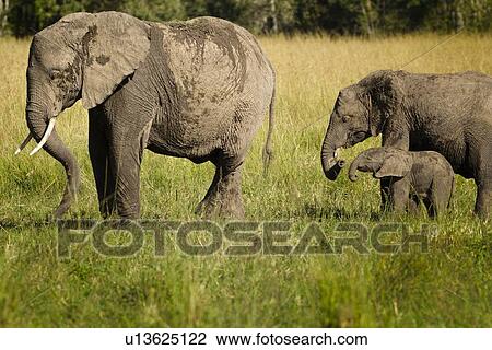 Stock Image - Adult elephant with very young baby elephant and older sibling, side view as they walk in long grass, with woodland beyond, Maasai Mara, Kenya. Fotosearch