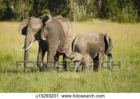 Adult elephant with very young baby elephant and older sibling, side view as they walk in long grass, with woodland beyond, Maasai Mara, Kenya View Large Photo Image Stock Image - Adult elephant with very young baby elephant and older sibling, side view as they walk in long grass, with woodland beyond, Maasai Mara, Kenya. Fotosearch