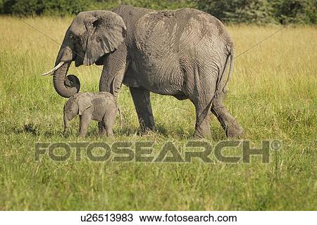 Stock Image - Adult elephant with very young baby elephant, side view as they walk in long grass, with woodland beyond, Maasai Mara, Kenya. Fotosearch